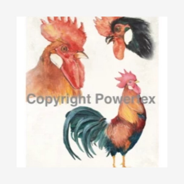 Powertex - Roosters  